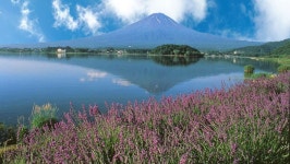 가와구치호 + 하코네 케이블카 + 하코네 신사, 헤이와 토리이 + 오와쿠다니 일본 도쿄 1일 투어 [프라이빗 커스터마이징 + 호별 이동 서비스... 