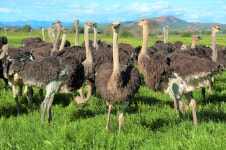 하이게이트 타조 쇼 농장 티켓 할인, 운영 시간, 후기 [2026년] | Trip.com