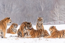 백두산(장백산) 동북호림원 티켓 할인, 운영 시간, 후기 [2026년] | Trip.com