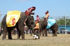 수린 코끼리 축제 티켓 할인, 운영 시간, 후기 [2026년] | Trip.com