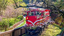 자이: 아리산 당일 치기 여행 (타이중/자이/가오슝 출발) | Trip.com