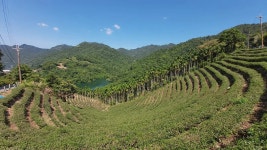 타이베이 출발: 천아일랜드 레이크 & 핑린 차 농장 | Trip.com