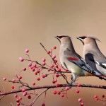 대구화랑 티켓 할인, 운영 시간, 후기 [2026년] | Trip.com