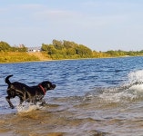 Dog forest 티켓 할인, 운영 시간, 후기 [2026년] | Trip.com