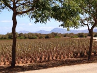 Aloe Vera Farm Mallorca 티켓 할인, 운영 시간, 후기 [2026년] | Trip.com