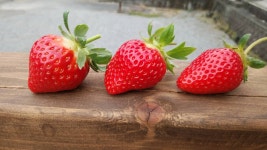 나카하타 농원 티켓 할인, 운영 시간, 후기 [2025년] | Trip.com