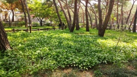 솔밭근린공원 티켓 할인, 운영 시간, 후기 [2025년] | Trip.com