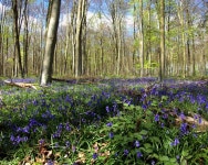 포레스트 홀리데이스 블랙우드 포레스트 티켓 할인, 운영 시간, 후기 [2026년] | Trip.com