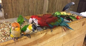 Parrot house 티켓 할인, 운영 시간, 후기 [2026년] | Trip.com