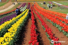 테셀아 플라워 팜 티켓 할인, 운영 시간, 후기 [2026년] | Trip.com
