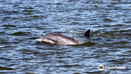 Dolphin Magic 티켓 할인, 운영 시간, 후기 [2026년] | Trip.com