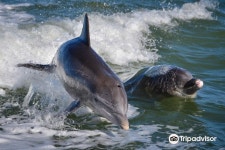 Bimini Twist Charters 티켓 할인, 운영 시간, 후기 [2026년] | Trip.com