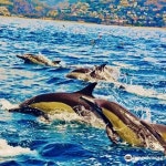 Top Tier Luxury Excursions, Inc. 티켓 할인, 운영 시간, 후기 [2025년] | Trip.com