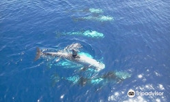 S다이버스마린 | Sharm Marine Divers 티켓 할인, 운영 시간, 후기 [2025년] | Trip.com