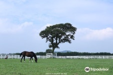 렛츠런팜 제주 티켓 할인, 운영 시간, 후기 [2026년] | Trip.com