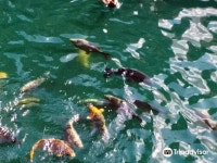 세븐 시즈 피시 트레일 티켓 할인, 운영 시간, 후기 [2025년] | Trip.com