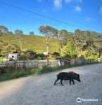 Stus Wild Pig Farm 티켓 할인, 운영 시간, 후기 [2026년] | Trip.com