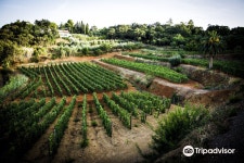 Azienda Agricola Arrighi 티켓 할인, 운영 시간, 후기 [2025년] | Trip.com