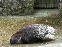 렙타일아트뮤지엄&Zoo렙뮤앤쥬 | Piemājas zoo BRIEŽI 티켓 할인, 운영 시간, 후기 [2026년] | Trip.com
