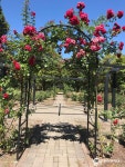 로즈 가든 티켓 할인, 운영 시간, 후기 [2026년] | Trip.com