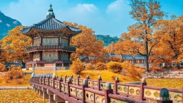 경복궁 + 여의도 + 삼청동 + 홍대 쇼핑거리 + 서울스카이 전망대 대한민국 서울 일일 투어 [봄 벚꽃 감상 + 중국인 VIP 전세 차량+ 1인 1그룹]... 