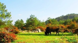 충칭 첸예 목장 관광지구 티켓 할인, 운영 시간, 후기 [2026년] | Trip.com