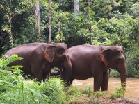 ELIE & 더 엘레펀트 밸리 프로젝트 티켓 할인, 운영 시간, 후기 [2025년] | Trip.com