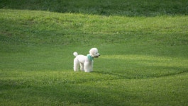 양지파인펫파크 티켓 할인, 운영 시간, 후기 [2026년] | Trip.com