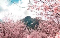 Three Gorges Big Bear Cherry Blossom Forest 티켓 할인, 운영 시간, 후기 [2026년] | Trip.com