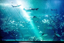 아쿠아플라넷 제주 티켓 할인, 운영 시간, 후기 [2026년] | Trip.com