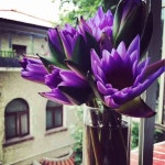 공원 식물원 명소 5번째 페이지 - 꼭 가봐야하는 슈베린 명소 72개 - 여행의 시작, 트립닷컴