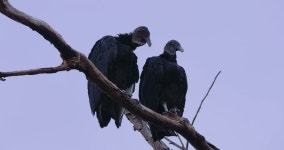 Pair of Black Vultures, Costa 스톡 동영상 비디오(100% 로열티 프리) 1006940527 | Shutterstock