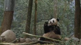 Download giant panda digital assets | Creative Market