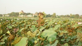 Farmer Walking Through a Lotus 스톡 동영상 비디오(100% 로열티 프리) 10081931 | Shutterstock