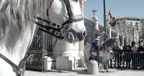 Horses Leaving the Royal Palace 스톡 동영상 비디오(100% 로열티 프리) 1008327643 | Shutterstock