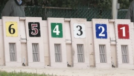 Greyhound Dogs Running Out of 스톡 동영상 비디오(100% 로열티 프리) 1009494908 | Shutterstock
