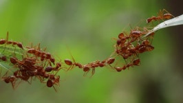 Ant Bridge Unity Team,concept Team Stock Footage Video (100% Royalty-free) 1010098301 | Shutterstock