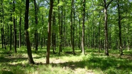 스테디캄은 녹색 숲을 통과했다. 포레스트에서의 여름걷기의 스톡 동영상 비디오(100% 로열티 프리) 1010752232 | Shutterstock