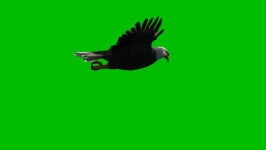 Eagle Gliding Green Screen 스톡 동영상 비디오(100% 로열티 프리) 1011280724 | Shutterstock