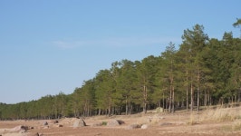 Baltic Gulf Sandy Beach with 스톡 동영상 비디오(100% 로열티 프리) 1011566780 | Shutterstock