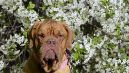 Beautiful Dog of Dogue De 스톡 동영상 비디오(100% 로열티 프리) 1011718712 | Shutterstock