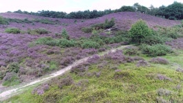 Aerial of Heathland Landscape Favoured 스톡 동영상 비디오(100% 로열티 프리) 1012723325 | Shutterstock