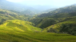 Graine digital assets for download | Creative Market