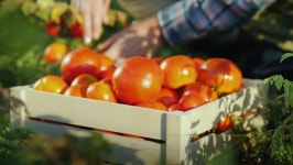 Hands worker put ripe tomatoes in a wooden box. Harvesting in the field, organic products Food & Drink Videos | Creative Market... 