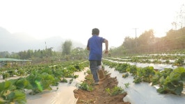 Boy Running in the Strawberry 스톡 동영상 비디오(100% 로열티 프리) 1014980659 | Shutterstock