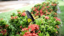 Butterfly Golden Birdwing. Troides Aeacus 스톡 동영상 비디오(100% 로열티 프리) 1015162798 | Shutterstock