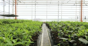 Flower Garden - Flower Greenhouse. 스톡 동영상 비디오(100% 로열티 프리) 1015252387 | Shutterstock
