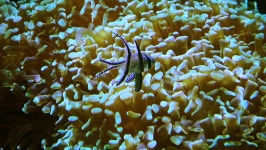 경기트로피칼피쉬 | Tropical Fish Against the Background 스톡 동영상 비디오(100% 로열티 프리) 1016077633 | Shutterstock