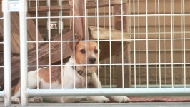 Young Dog in a Cage. 스톡 동영상 비디오(100% 로열티 프리) 1016177677 | Shutterstock