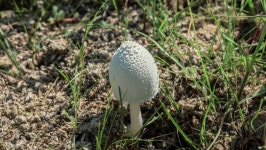Lepiota 스톡 비디오 동영상 - 4K/HD 비디오 클립 | Shutterstock